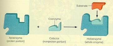 Enzim iki kısımdan oluşur 1. Apoenzim - protein kısmı 2.