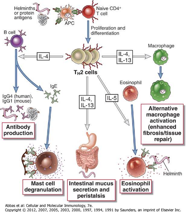 Th2 İşlevleri Helmintler veya protein antijenler Naif CD4 + T hücresi Çoğalma ve farklılaşma Makrofaj aktivasyonu