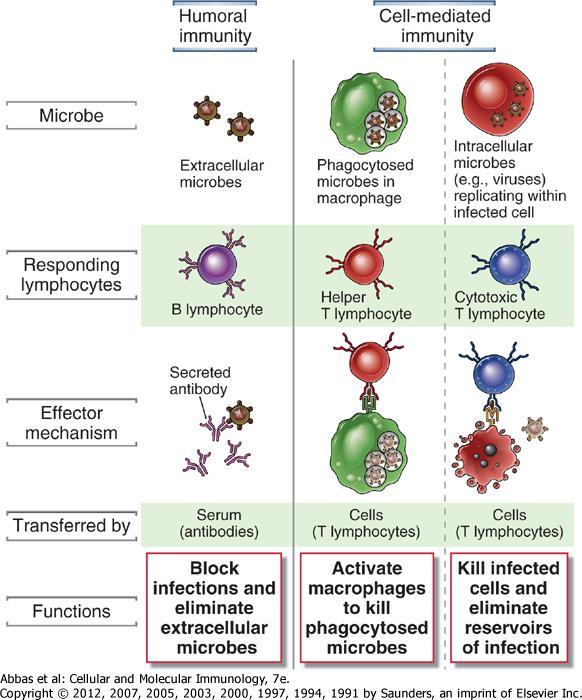 Salgısal immünite Hücre aracılı immünite Mikrop Değişkendir Yanıtlı hücre CD19 Etki mekanizma sı CD4 CD8 CD3 (Efektör) Aracı İşlevler İnfeksiyonun blokajı ve hücre dışı