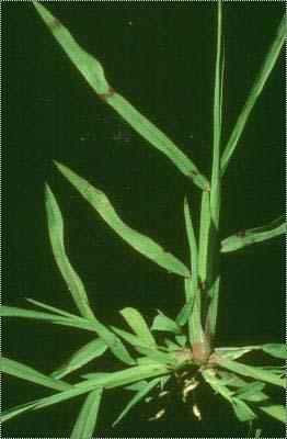 4.3.1.6. Echinochlo colonum (L.) Link (Benekli drıcn) Bitki tek yıllık olup, sp 2 6 cm oyunddır. Bol dllı ve yrı ytık görünümlüdür.