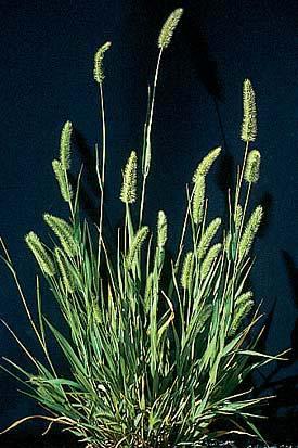 4.3.1.9. Setri viridis (L.) P.B. (Yeşil kirpi drı) Bitki tek yıllık olup, genellikle oyu 6 cm ye kdr uzr. Sp tüysüz, oğumlr kırmızımsıdır. Bitki önceleri yeşil, yşlndıkç kırmızımsı renge döner.