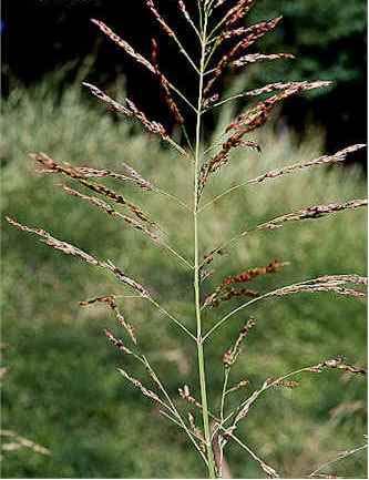 4.3.1.1. Sorghum hlepense (L.) Pers. (Knyş) Bitki çok yıllık olup 2 cm ye kdr oylnilir, rizom ve tohuml çoğlır. Tohumlrınd dormnsi vrdır. Sp dik, tüysüz, oğumlr zen çok kıs tüylüdür.