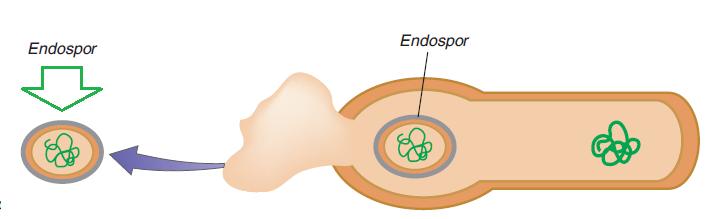 Endospor