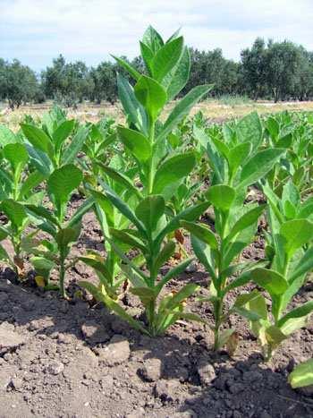 2. Tütün ve Tütün Mamulü (Ürünü) Nedir? 2.1. Tütün nedir? Tütün patlıcangiller (solanaceae) familyasından genellikle bir yıllık, bazı türler itibariyle çok yıllık bitkidir.