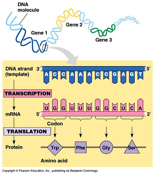 Genetik kod: mrna üzerinde 5' 3' yönünde nukleotidlerin sıralanması Kodon mrna daki nukleotidlerin 5' 3' yönündeki üçlü dizileri (nukleotid