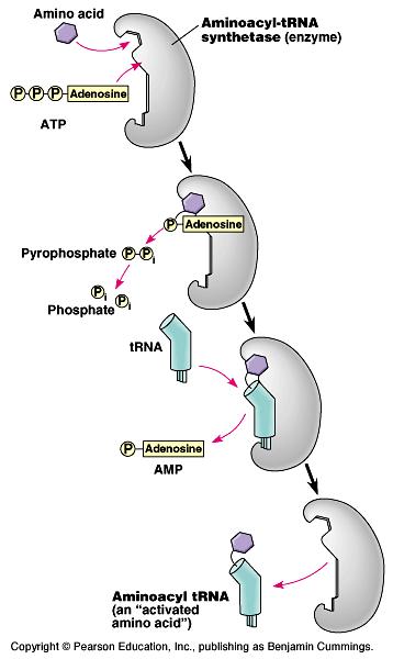 Protein biosentezinin mekanizması 1. Amino asidlerin aktivasyonu (sitoplazmada gerçekleşir) Amino asid + trna + ATP Aminoaçil-tRNA + AMP + PPi Amino asid Aminoaçil-tRNA sentetaz.