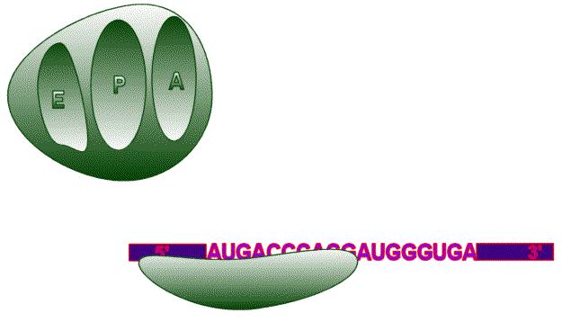 Başlama basamağı 1 mrna molekülünün 5' ucuna küçük ribozom alt birimi molekül boyunca ilerleyerek, Met-tRNA fmet molekülünün antikodonu ile baz eşleşmesi yapabilen AUG kodonuna geldiği zaman protein