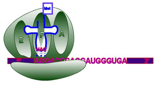Başlama basamağı 2 Büyük ribozom alt birimi küçük ribozom alt birimine, başlama kodonu (AUG) P konumunda olacak şekilde bağlanır