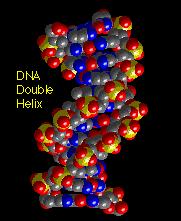 DNA yapısı için çift zincirli heliks