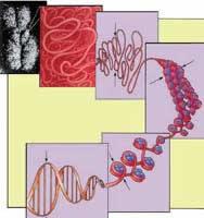 Ökaryotik DNA