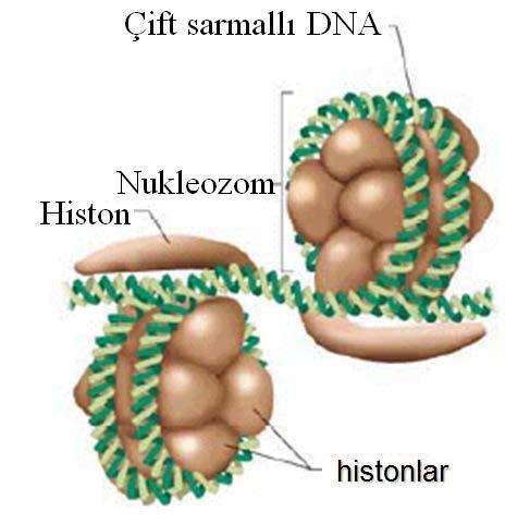 Kromozom yapısında yer alan DNA, histonlar ve diğer proteinler ile sıkıca bağlanarak şerit üzerinde boncuk taneleri görünümüde