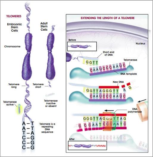 Telomerlerin varlığı, kromozomların uçlarının rastgele çift zincir DNA kırılmalarından