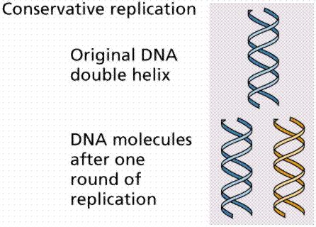 DNA sentezi (replikasyon) - Semikonservatif yani (yarı koruyucu) mekanizması.