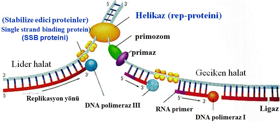 Topoizomerazı (DNA-girazı) takiben helikaz (Rep proteini) sarmalı destabilize eder ve bağlandığı yerden halatların açılmasını sağlar ve replikasyon çatalı meydana gelir.