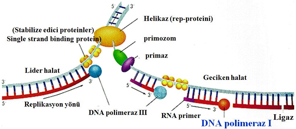 Okazaki birimleri oluştuktan sonra, DNA