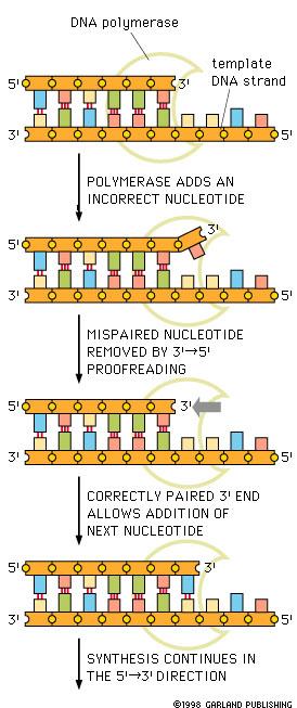 DNA polimeraz I Kalıp DNA Polimeraz hatalı nukleotid yerleştirir 3' 5' ekzonukleaz aktivitesi