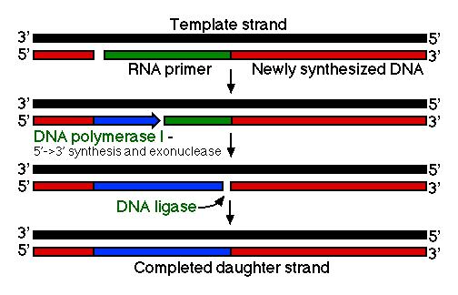 Sentez böylece sürer. Sonunda destek polimerinin nukleotidleri yerlerinden çıkartılmış ve yerlerine dezoksinukleotidler yerleştirilmiş, üzerinde birçok çentikler bulunan DNA çift halatı meydana gelir.