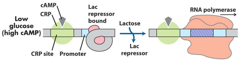 Trankripsiyondüşük glucose /lactose yüksek