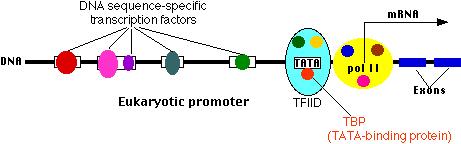 RNA polimeraz II, TATA kutusu bölgesinde