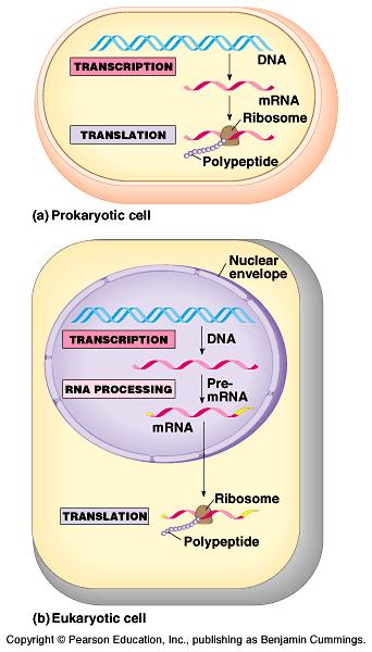Ökaryot hücresi transkripsyon translasyon Prokaryotlarda hücre çekirdeği yoktur. mrna ayrıca sentezlendikten sonra herhangi bir işlemden geçmeden doğrudan sitoplazmaya gider.