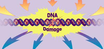 proteinlere, DNA ya saldırarak yapıları bozar. Malondialdehit düzeyinin belirlenmesi oluşan lipid peroksidasyonunun belirlenmesini sağlar.