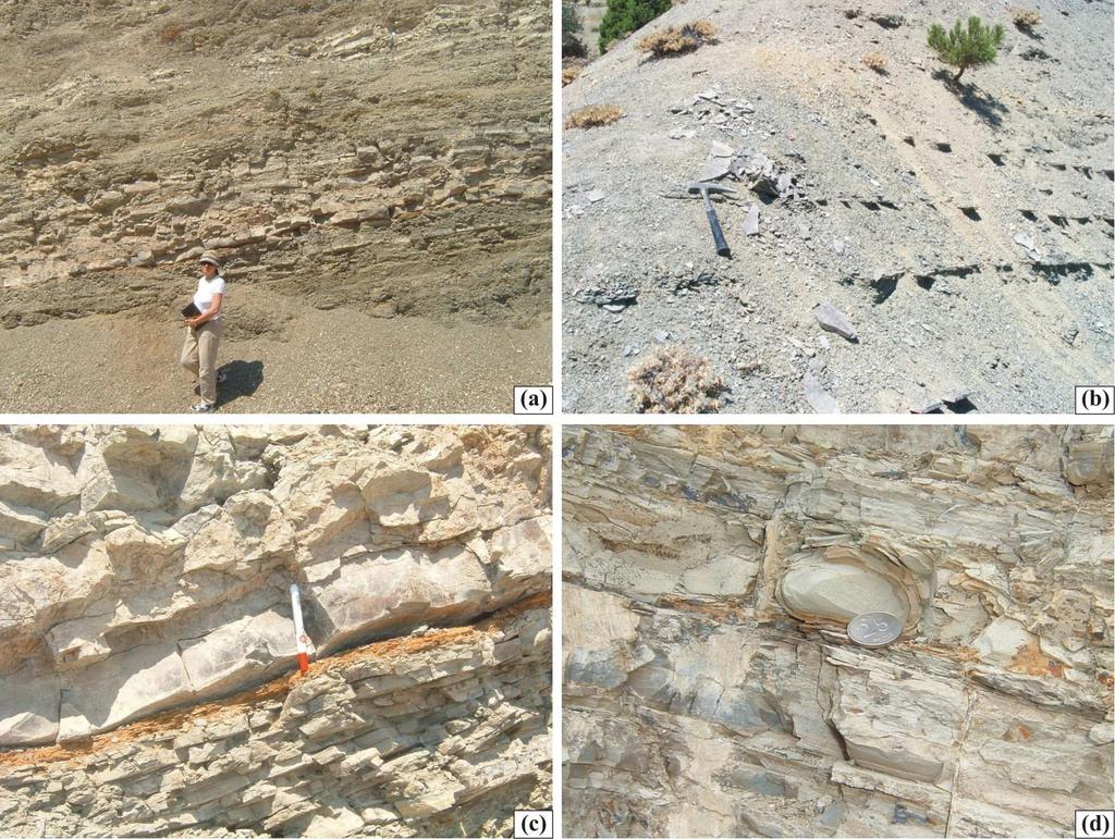 ġekil 3.8 Dağhacılar formasyonu içerisindeki kayaç litolojilerinin arazi görünümleri a. Dağhacılar formasyonu içerisindeki marn, kireçtaģı, kumtaģı ardalanması b.