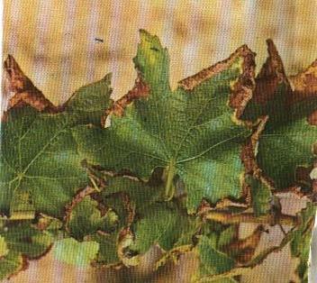 Aşırı derecede noksanlığında sürgün ucundaki yapraklarda renk açılması ile birlikte, yaprak ayasında küçülme ve yapraklarda kıvrılmalar meydana gelir.