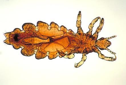 Pediculus capitis (Baş biti) 1,5-3 mm, boz renklidir.