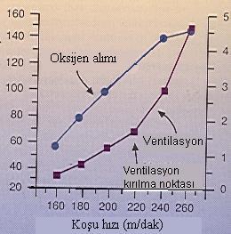 Ventilasyon (L/dk) Oksijen tüketimi