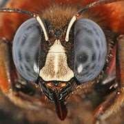 Avrupalı bilim adamları, sinekler ve benzer hayvanların farklı yönlerdeki hızlı