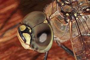 PNAS dergisinde yayımlanan araştırmada bilim adamları, meyve sineklerinin gözünü örnek