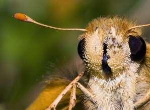 Kelebeklerde antenler Böcek antenleri şekil ve büyüklük bakımından son derece değişiktir ve pek çoğu sınıflandırmada kullanılır.