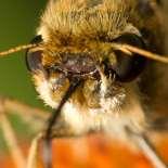 Emme borusu kullanılmadığı zaman, ağzın altında helezon şeklinde kıvrılmış olarak kalır. Besleneceği zaman ileriye doğru uzatılır. Bu tip ağza besinlerini emmek suretiyle alan kelebeklerde rastlanır.