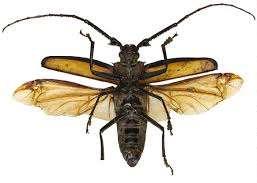 (Coleoptera) uçma
