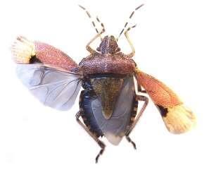 Bir Hemiptera türünde ön ve arka kanatarın yapısı Kanatlı böceklerde kanat şekli büyük değişiklikler gösterir. Bazen bitlerde olduğu gibi her iki kanat çifti tamamen ortadan kalkar.