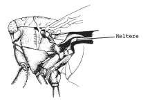 Bazen kanadın tümü incelerek uzar ve kenarları uzun tüylerle bezenerek (bazı Thysanoptera, Coleoptera, Hymenoptera ve Lepidoptera türlerinde) etkili bir yüzey meydana getirir.