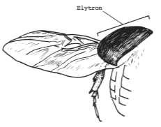 Şekil 4-7. Haltera Şekil 4-8. Tegmen Elytron (çoğul: Elytra) Hemielytra 4-7 Uçma Pterothorax kaslarının büyük bir kısmı uçma işlevini yüklenmiştir.