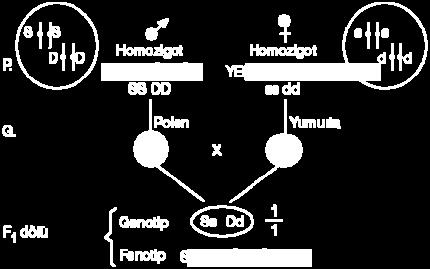 İKİ KARAKTERLİ (DİHİBRİT) ÇAPRAZLAMALAR Bu çaprazlamaları açıklayabilmek için, homozigot sarı ve düzgün bir bezelye ile yeşil ve buruşuk bir bezelyeyi çaprazlayalım; (Sarı yeşile,