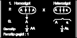 Farklı karakterlerin genleri, birbirlerinden bağımsız olarak gametlere aktarılırlar.