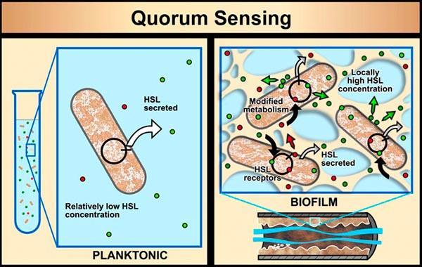 36 Quarum sensing, bakterinin bir sinyal molekülü sentezlemesi, ekstrasellüler ortama salması, eşik değer konsantrasyonuna ulaştığında onu algılamak üzere uygun reseptör ile bir kompleks oluşturması