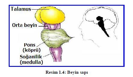 Beyin sapı; pons Beyin sapının alt tarafında soğan şeklinde bir bölümdür. Beyin sapının en geniş parçasıdır.