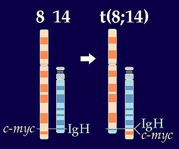 Burkitt Lymphoma B-hücre tümörü MYC proto-oncogene (transcription factor) 8q24 dan 14q32,