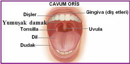 Cavum oris propria Diş kemerinin içerisinde kalan altta ağız tabanı ve dil (lingua), üstte sert damak ve yumuşak damak, arkada ise yutak girişi (isthmus faucium) ile sınırlı bölümdür.
