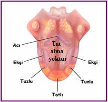 Dilin arka bölümünde V harfinin gerisinde, dil bademcikleri (tonsilla lingua) denilen lenf düğümleri bulunur. Bunlar, diğer bademciklerle birlikte vücudun savunmasında görev yaparlar. Şekil 1.