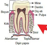 1.1.3. Dişler (Dentes) Ağza alınan besin maddelerinin mekanik olarak parçalanmasını sağlayan alt çene ve üst çenedeki diş çukurlarına yerleşmiş sert ve keskin oluşumlardır.