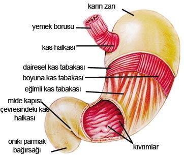 1.4.1. Midenin Yapısı 1.4.1.1. Midenin Bölümleri Mide beş bölümden oluşur. Bunlar: Cardia Midenin özefagusla birleştiği başlangıç darlığıdır.