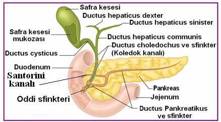 5: Safra kesesi, pankreas ve salgıların boşaltımı 2.4. Pankreas Bezi (Gl. Pancreaticus) Pankreas, 2.