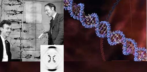 Watson&Crick, DNA nın