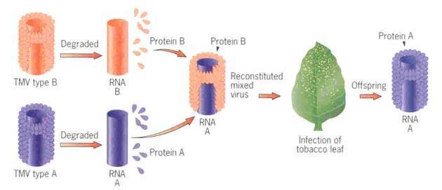 Fraenkel-Conrat ve Singer (1957) TMV nin iki farklı ırkında virusların RNA ve protein kısmının ayırılması Bir ırkın proteini ile diğer ırkın RNA sını taşıyan