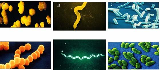 22 Ökaryotlar Algler Protozoonlar Mantarlar Küfler Mayalar Prokaryotlar Arkebakteriler Siyanobakteriler Bakteriler -Spiroketler -Öbakteriler -Klamidiyalar -Mikoplazmalar Çizelge 2.